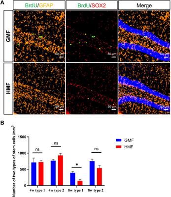 Effects of hypomagnetic field on adult hippocampal neurogenic niche and neurogenesis in mice